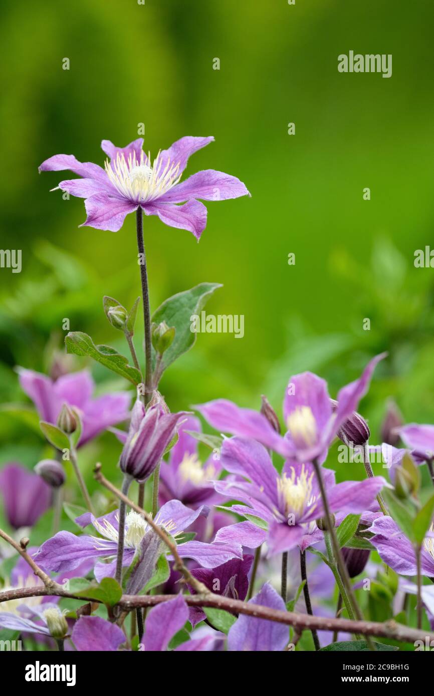 Profondi fiori blu-malva di clematis 'Arabella' in tarda fioritura. Clematis integrifolia 'Arabella'. Foto Stock