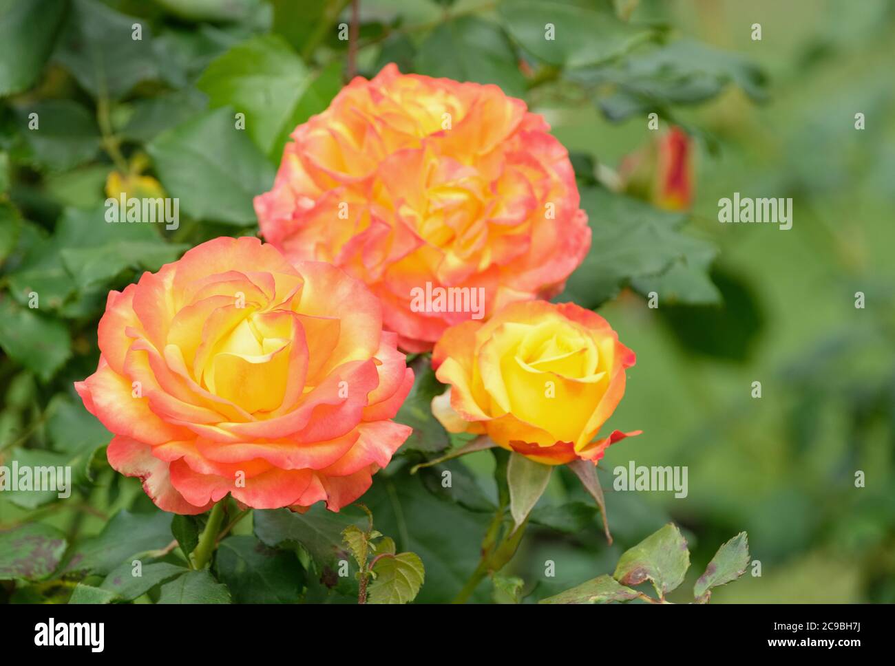 Rosa 'Tequila alba'. Rosa 'Tequila alba'. Grande fioritura. Rosa 'Dicobey' Foto Stock