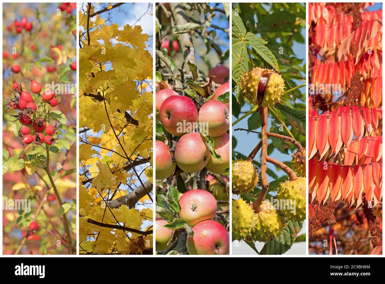 Autunno, frutta e foglie in un collage Foto Stock