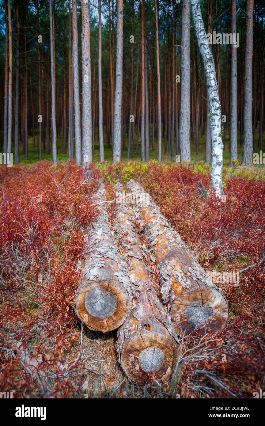 Alcuni tronchi di albero lasciati indietro per iniziare la ricrescita di piante di terra di foresta distrutte nel processo di disboscamento. Creazione di un microclima specifico. Foto Stock