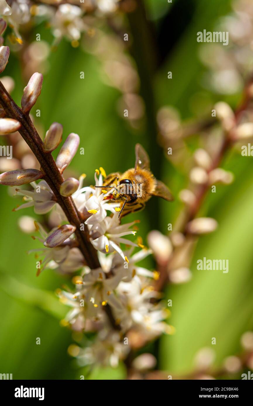 Foto fuoco selettivo di ape marrone impollinante su fiori bianchi di Cordiline Australis fiori, comunemente noto come il cavolo, la palma di cavolo o tī Foto Stock