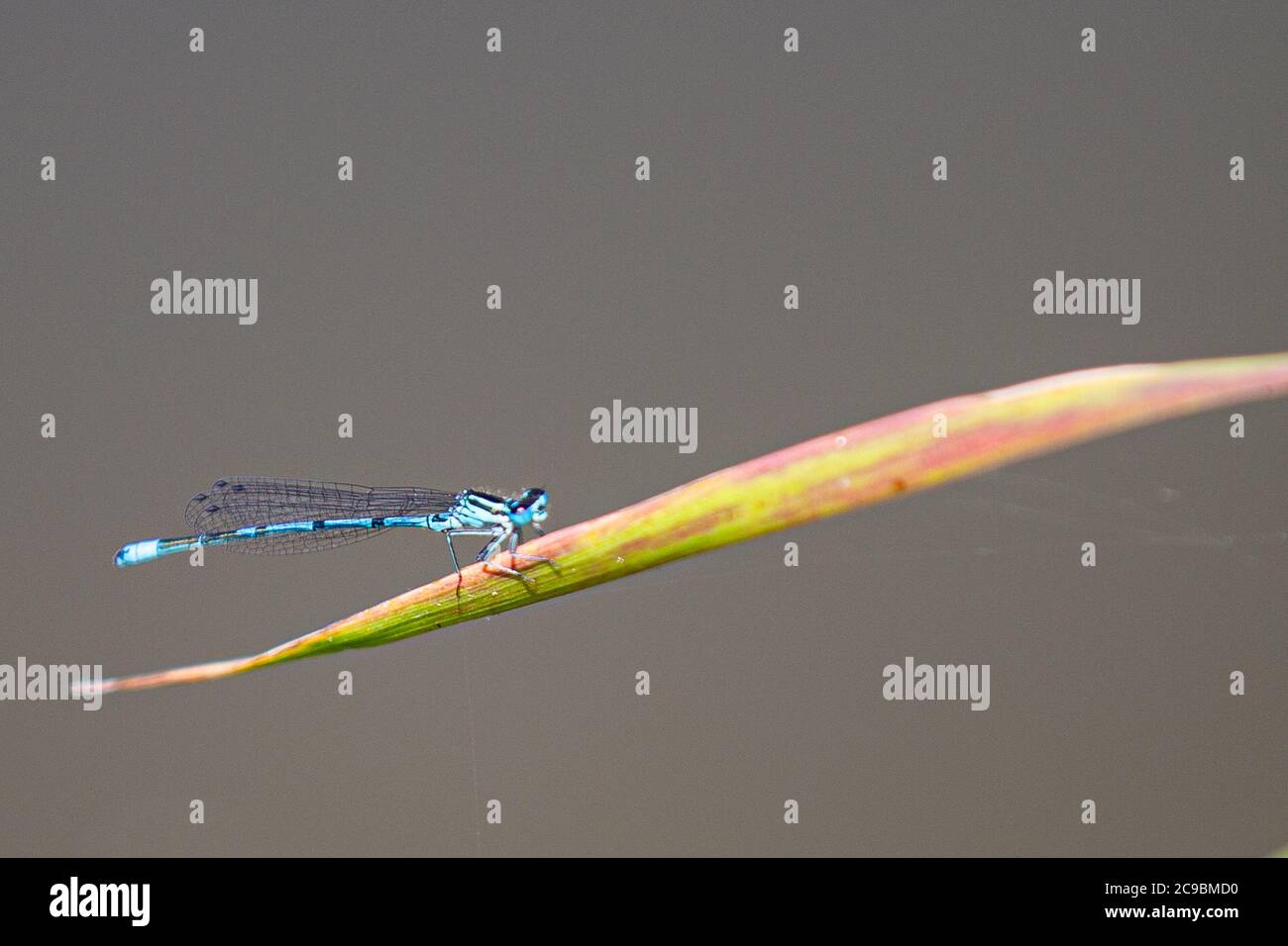 La damselfly a zampa bianca o la gamba blu di piuma (pennipi di Platycnemis), è vista il 29 luglio 2020, a Lucina, regione Moravian-Silesiana, Repubblica Ceca. (CTK Foto Stock