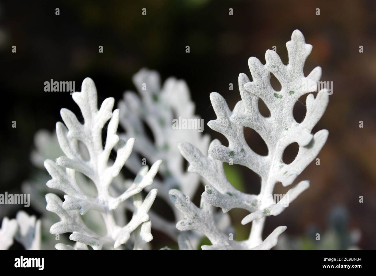 Foglie di groundsel bianco Foto Stock