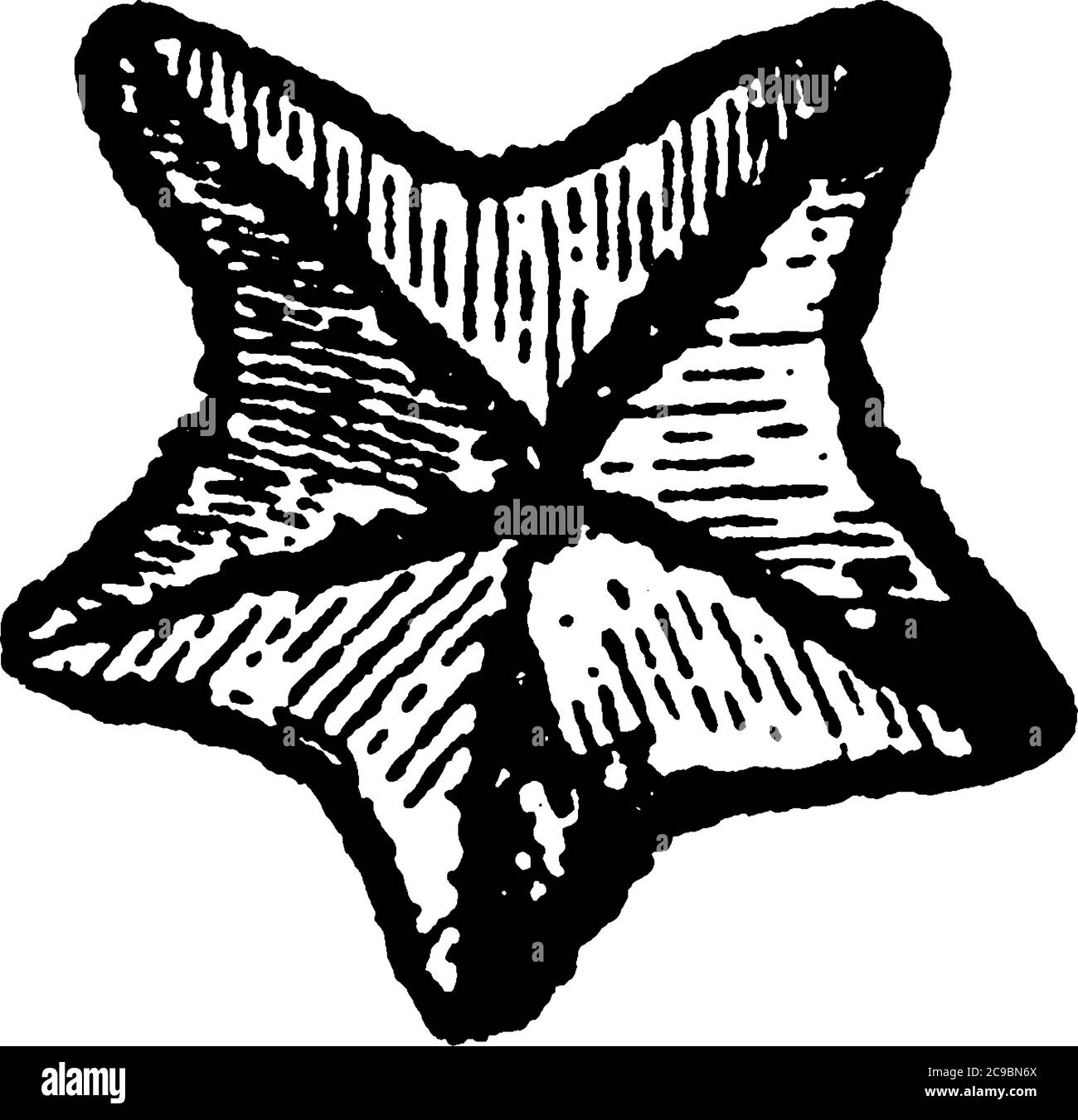 Starfish, famiglia Asteridae, il suo corpo è più o meno a forma di stella, e un disco al centro, circondato da molte braccia; bocca al centro della parte inferiore Illustrazione Vettoriale