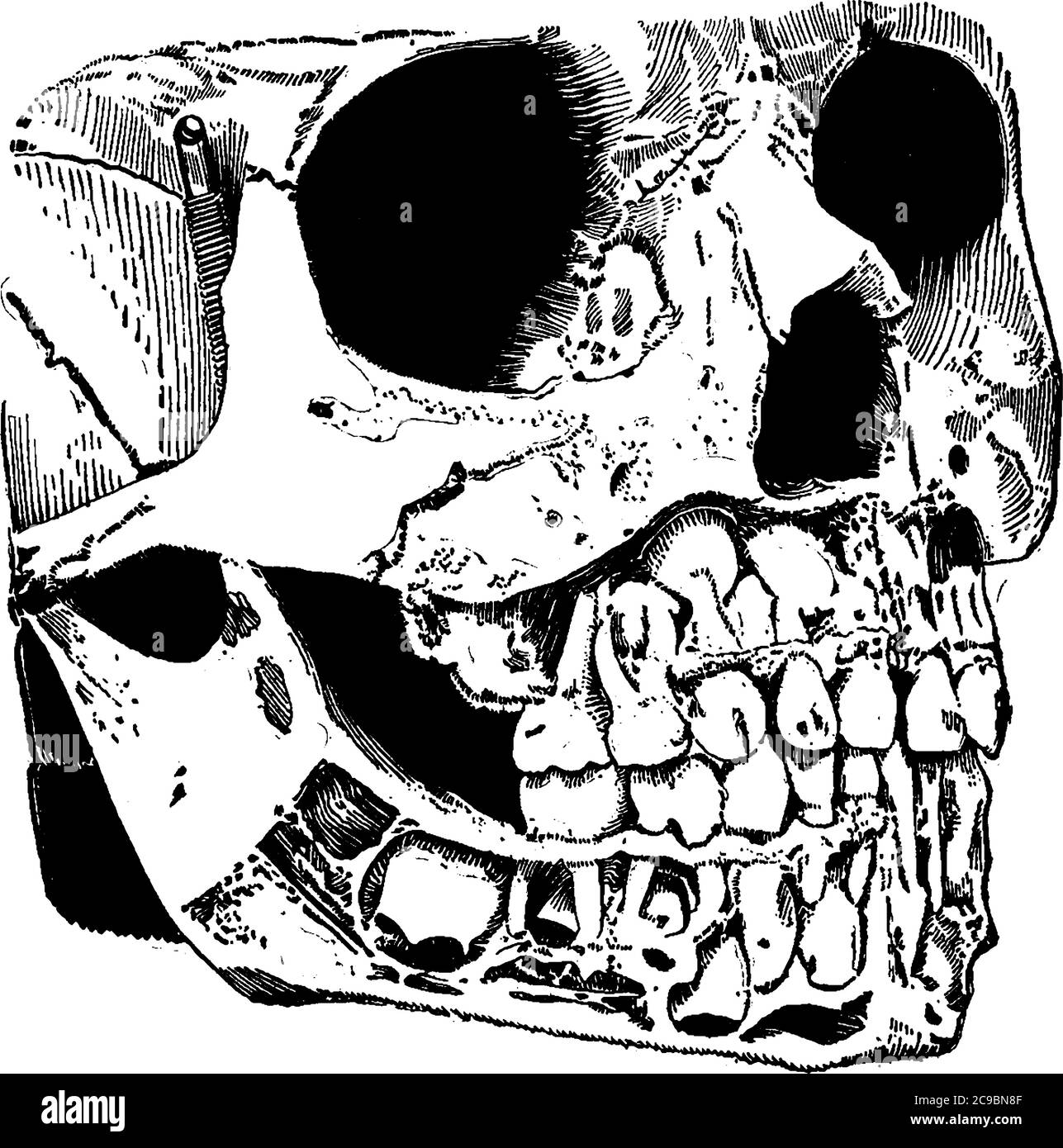 Le aree della bocca e della faringe dei vertebrati sono quelle in cui si trovano i denti e le ganasce, il disegno di linee vintage o l'illustrazione dell'incisione. Illustrazione Vettoriale