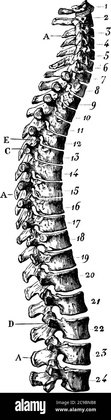 Vista laterale della colonna vertebrale, senza sacrum e coccyx, con le parti etichettate, disegno di linea vintage o illustrazione dell'incisione. Illustrazione Vettoriale