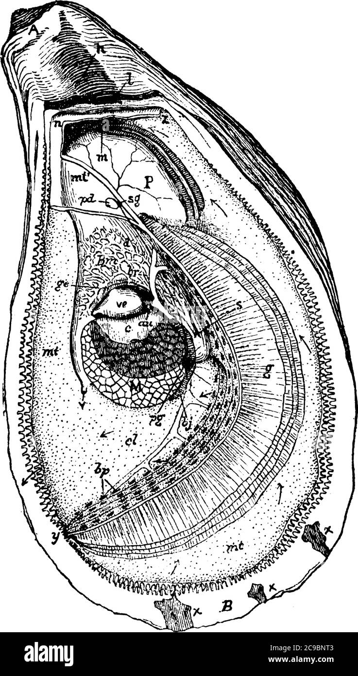 Anatomia dell'ostrica rappresentata, con le parti, l'estremità anteriore dell'ombonale, l'auricolo del lato destro del cuore, l'estremità ventrale della valvola sinistra, renale Illustrazione Vettoriale