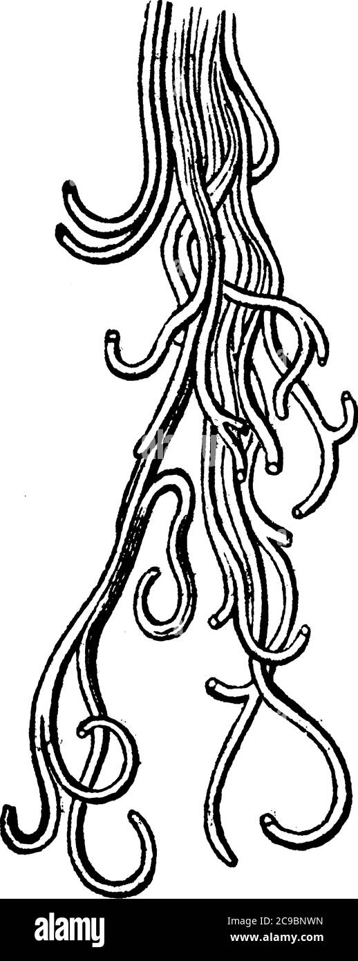 Struttura del tessuto connettivo, lega o separa altri tessuti o organi, disegno di linee d'annata o illustrazione dell'incisione. Illustrazione Vettoriale