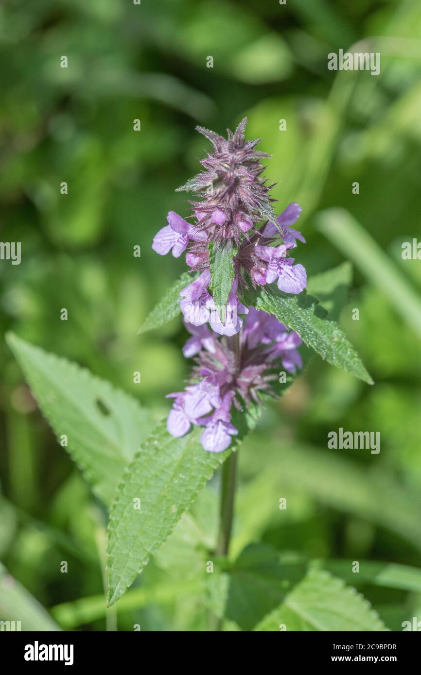 Foglie e fiori viola di palude Woundwort / Stachys palustris visto crescere in umido campo angolo. Ex pianta medicinale usata in rimedi a base di erbe. Foto Stock