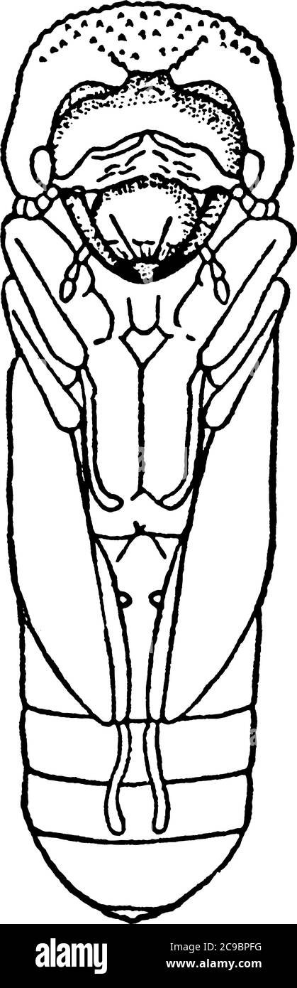 Apple Twig Borer ha dato vita a rami di alberi da frutto e viti d'uva, disegno di linea d'annata o illustrazione di incisione. Illustrazione Vettoriale
