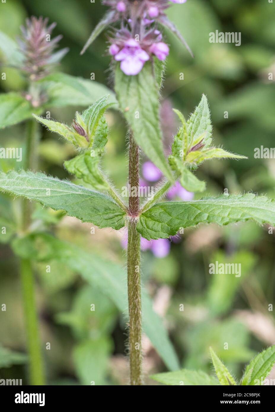 Foglie e fiori viola di palude Woundwort / Stachys palustris visto crescere in umido campo angolo. Ex pianta medicinale usata in rimedi a base di erbe. Foto Stock