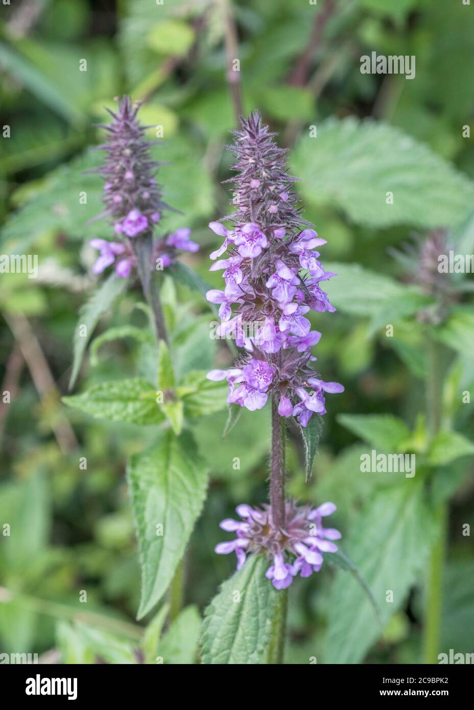 Foglie e fiori viola di palude Woundwort / Stachys palustris visto crescere in umido campo angolo. Ex pianta medicinale usata in rimedi a base di erbe. Foto Stock