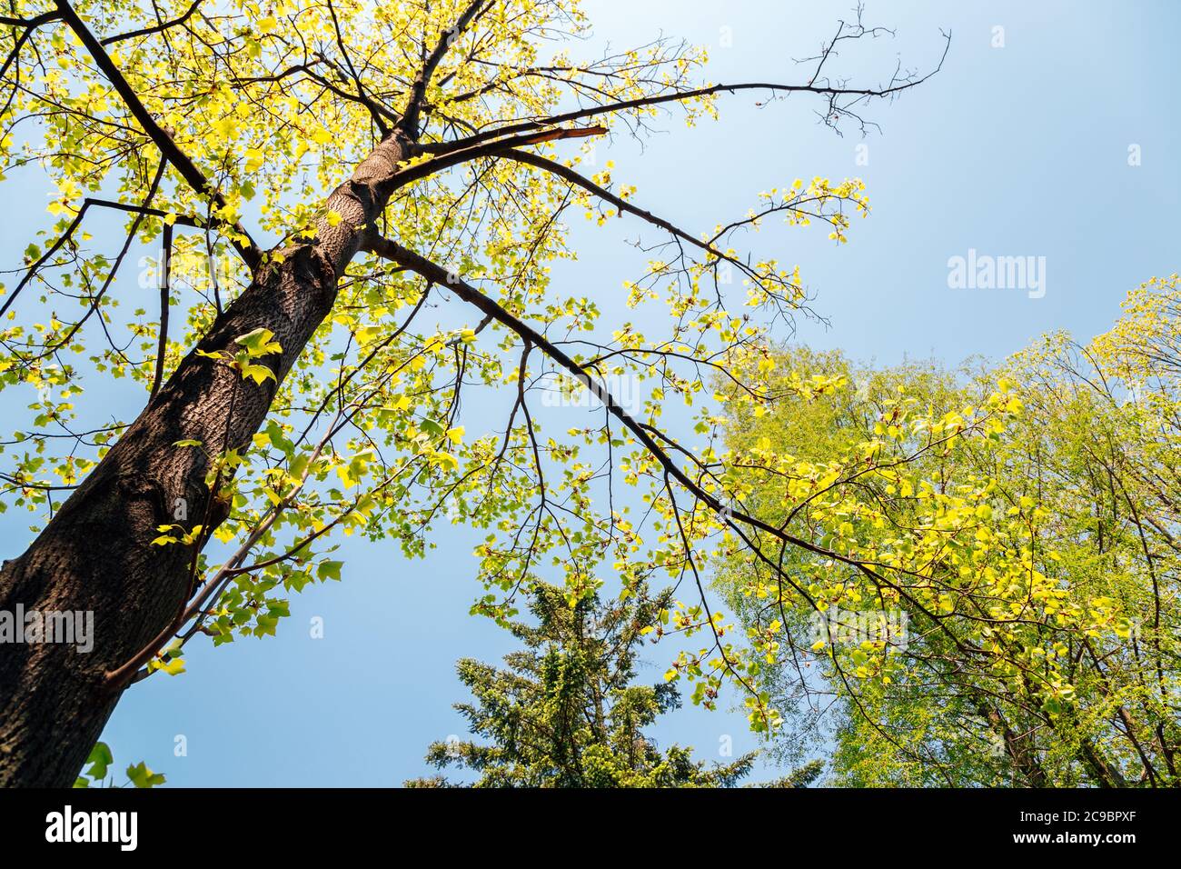 Cerca sotto l'albero Foto Stock