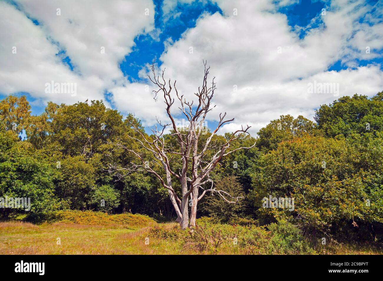 In estate, un albero morto, pallido pallido pallido in piedi tra la follia reale, cielo azzurro soleggiato Foto Stock