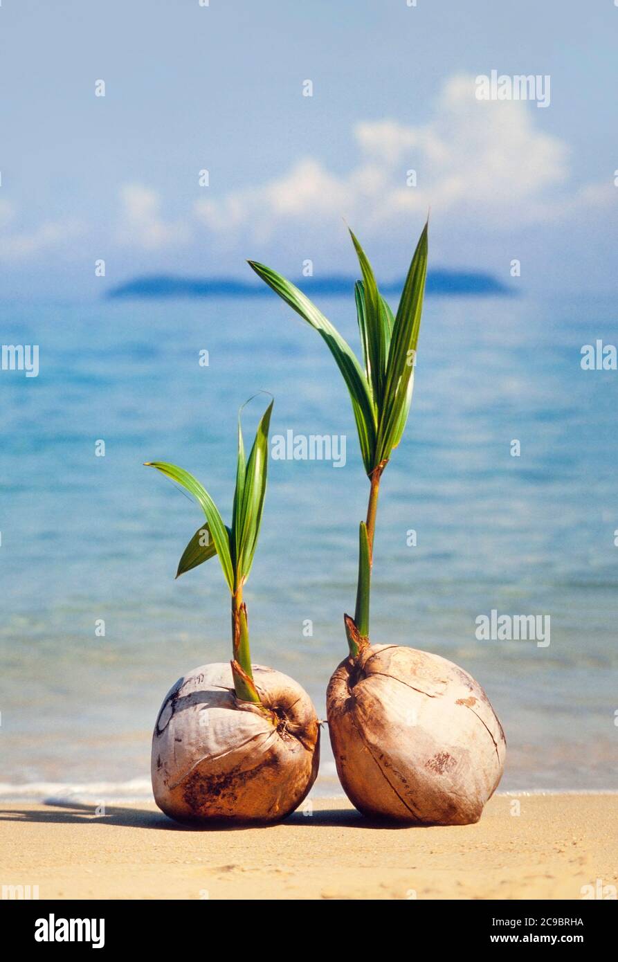 Germinatori di noci di cocco su una spiaggia tropicale, Cocos nucifera Foto Stock