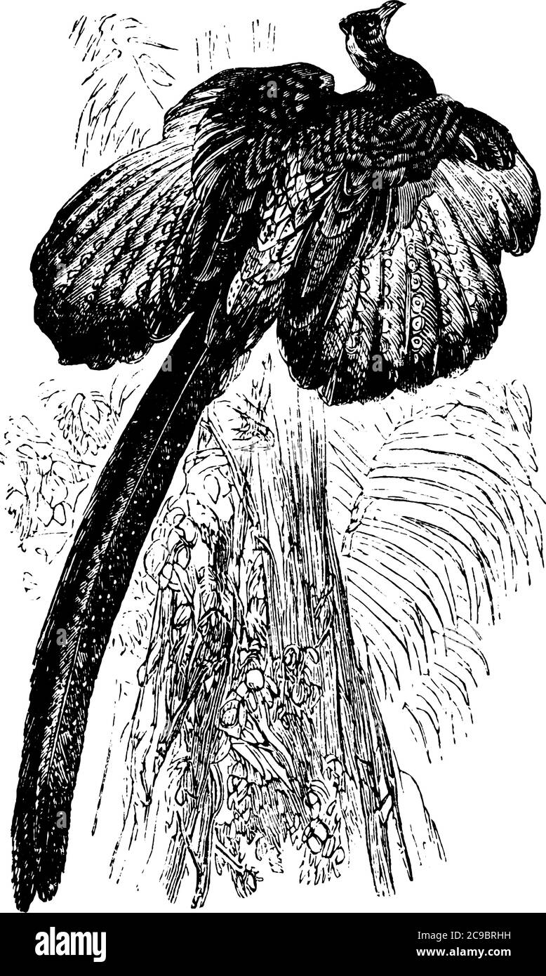 Un uccello con due ali e grande ala singola come coda, disegno di linea vintage o illustrazione di incisione. Illustrazione Vettoriale