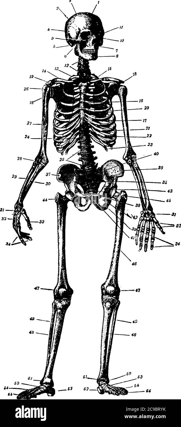 Scheletro di un corpo umano, disegno di linee vintage o illustrazione di incisione. Illustrazione Vettoriale
