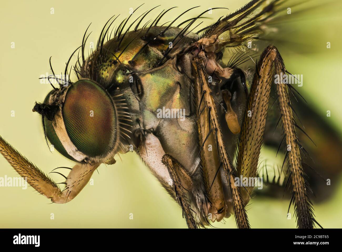 Macro Focus Stacking ritratto di Semaphore Fly su una foglia. Il suo nome latino è Poecilobothrus nobilitatus. Foto Stock