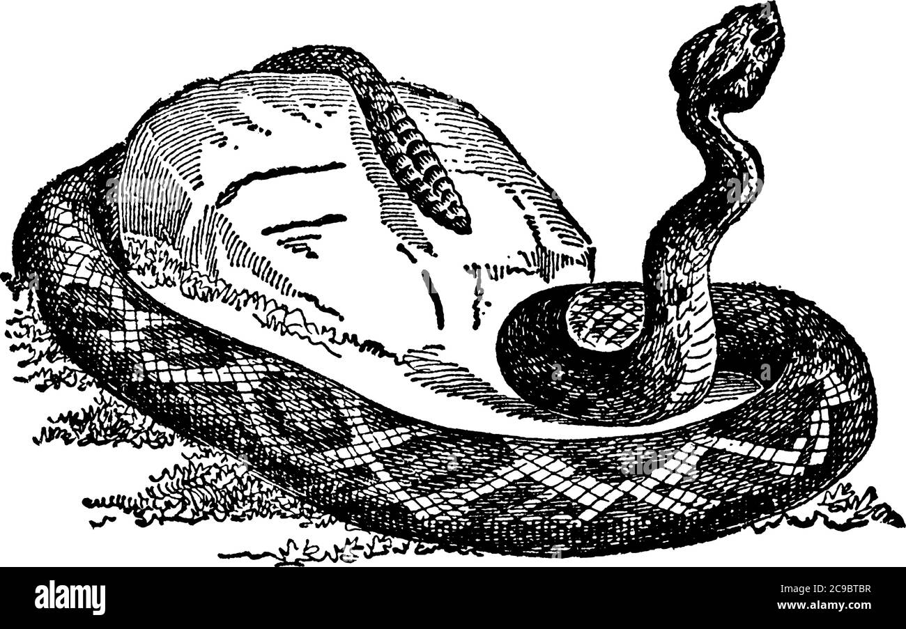 Rattlesnake è il nome inglese di qualsiasi specie del genere americano Crotalus e anche Sistrurus, la cui coda è arredata con un sonaglino. Il p Illustrazione Vettoriale