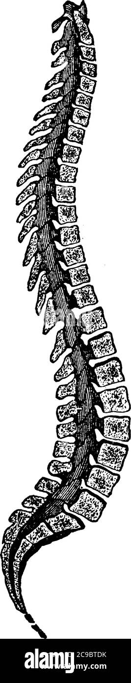 Figura della colonna spinale, ci sono 33 vertebre che si interbloccano l'una con l'altra per formare la colonna spinale, disegno di linea vintage o incisione illustri Illustrazione Vettoriale