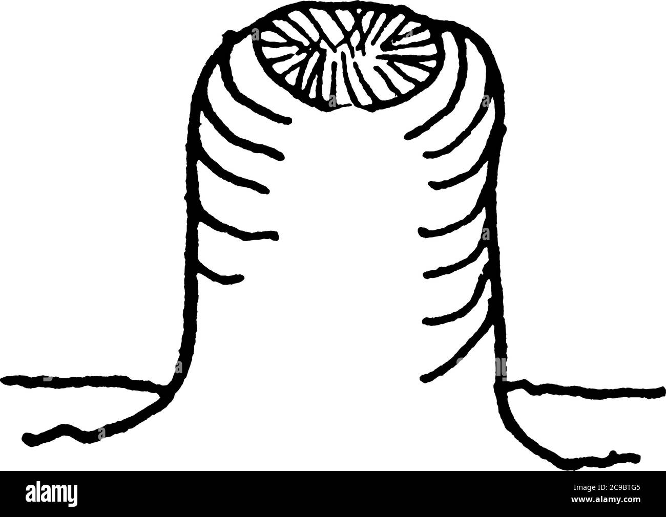 Sistema respiratorio a spirale di un insetto, disegno di linea vintage o illustrazione di incisione. Illustrazione Vettoriale