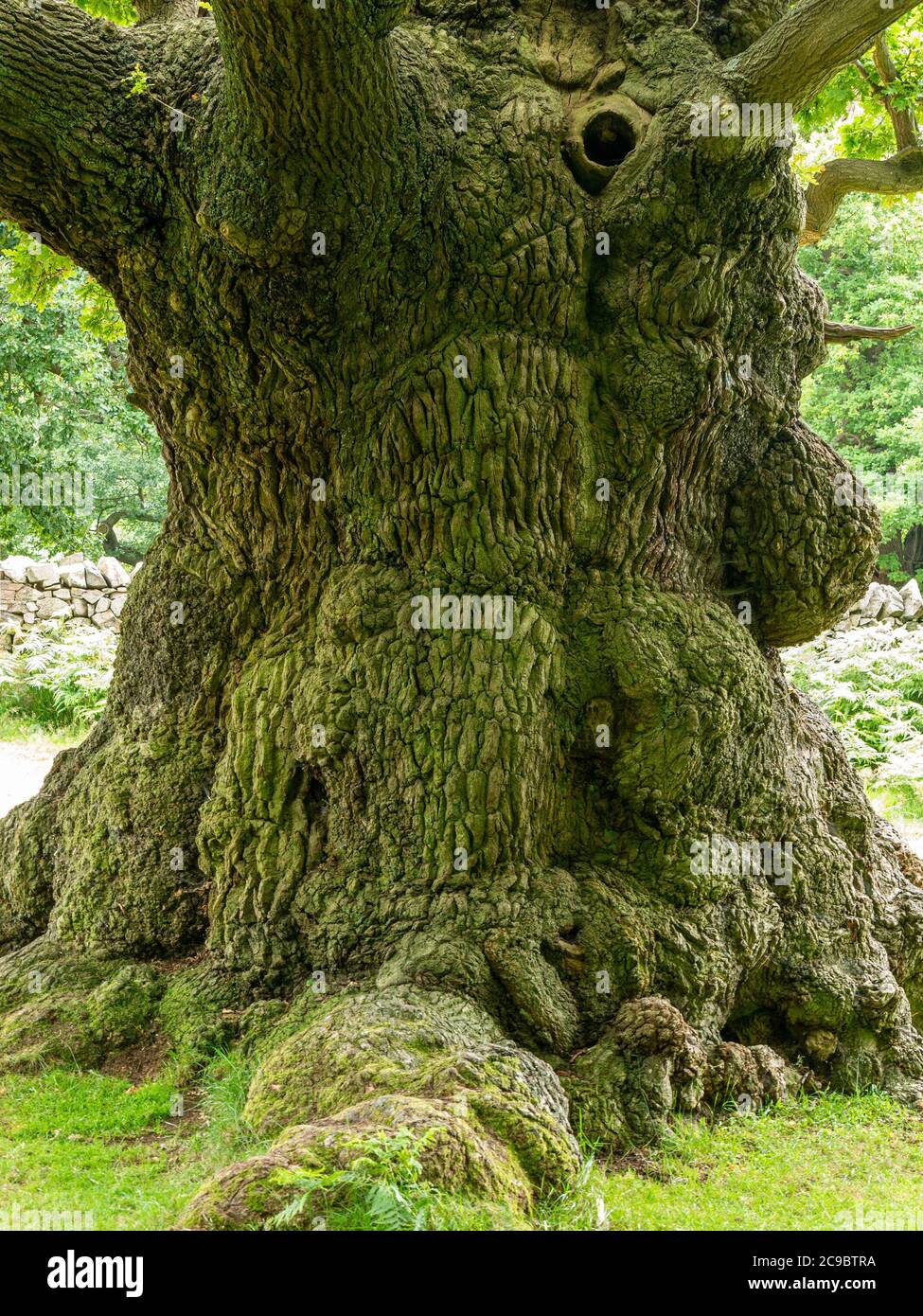 Grande, vecchio tronco inglese di quercia, Bradgate Park, Leicestershire, Inghilterra, Regno Unito Foto Stock