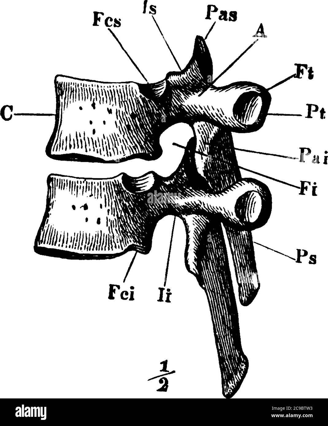 Due vertebre dorsali viste dal lato sinistro e nelle loro posizioni relative naturali, con le parti etichettate, disegno di linee vintage o incisione illu Illustrazione Vettoriale