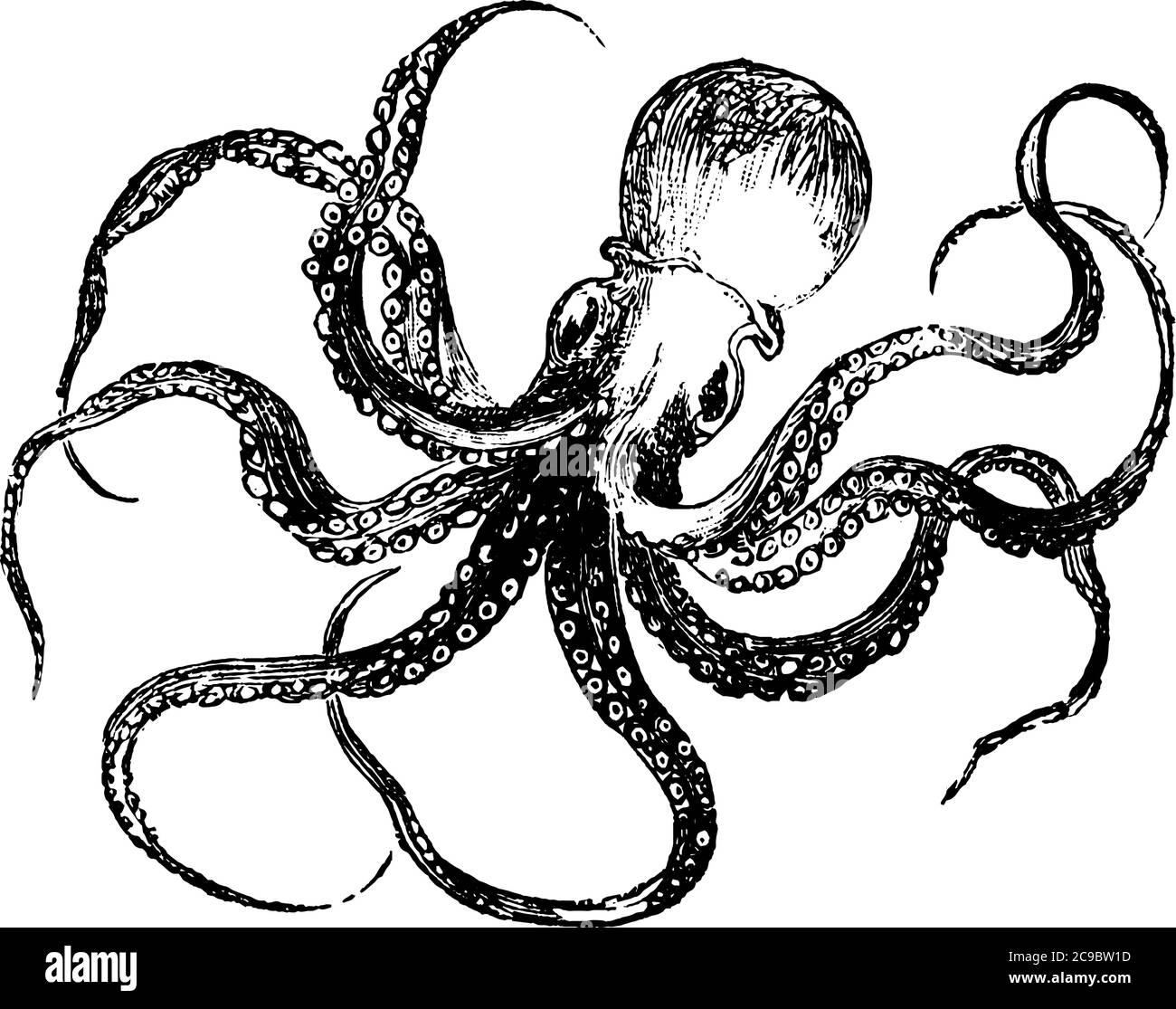 Polpo, un mollusco legato al calamaro. Ha otto braccia con ventose, disposte intorno ad un corpo centrale morbido, baggy., disegno di linea vintage o incisino Illustrazione Vettoriale