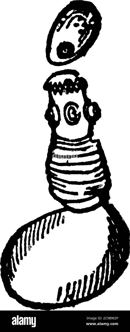 Un verme intestinale, Tænia solium, in forma piuttosto simile nastro. La sua lunghezza è da 5 a 15 iarde e la sua larghezza da due linee al più stretto Illustrazione Vettoriale