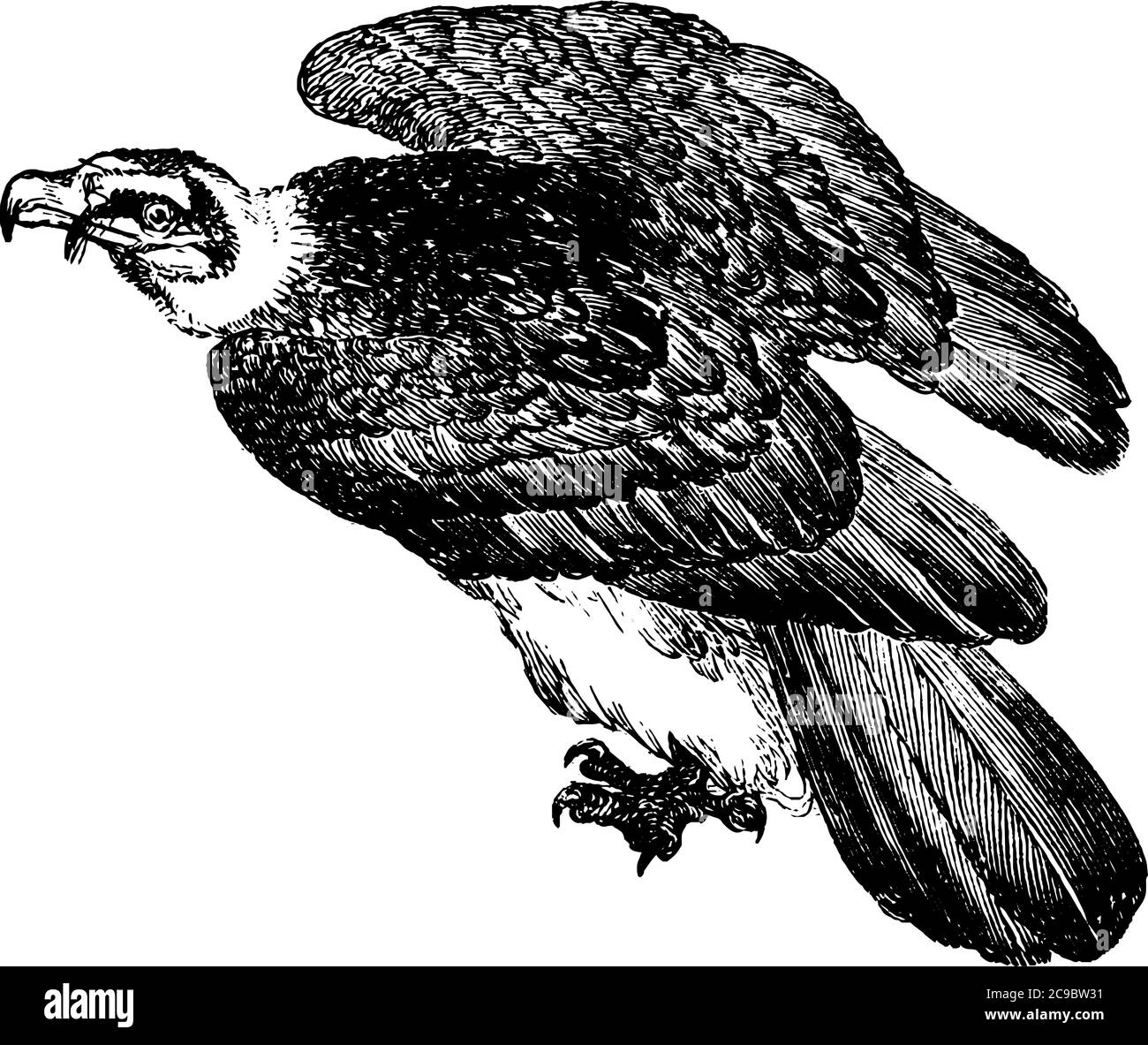 Il grande uccello, avvoltoio in volo, con bollette spesse, occhi distinti, grandi ali a salire in aria senza dover alare per una distanza più lunga, vinta Illustrazione Vettoriale