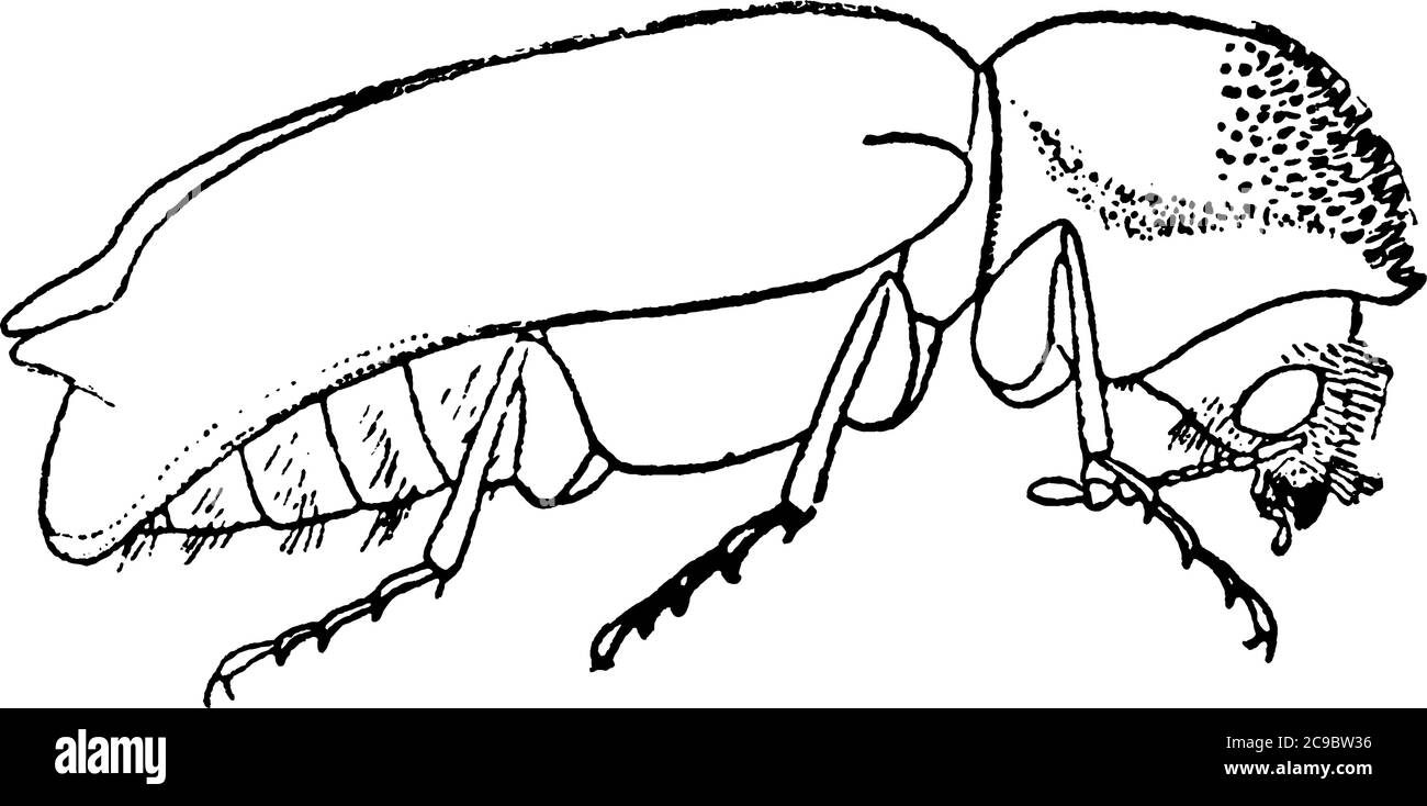 Apple Twig Borer è un piccolo coleottero bruno che si è arenato in ramoscelli di alberi da frutto, disegno di linea d'annata o illustrazione di incisione. Illustrazione Vettoriale