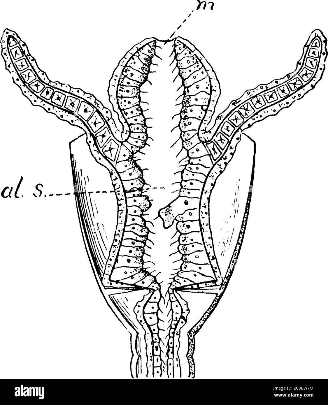 I polipi sono crescite anomale dei tessuti che sporgono da una membrana mucosa, che più spesso assomiglia a piccole, protuberanze piatte o minuscoli funghi come gambi., vinta Illustrazione Vettoriale