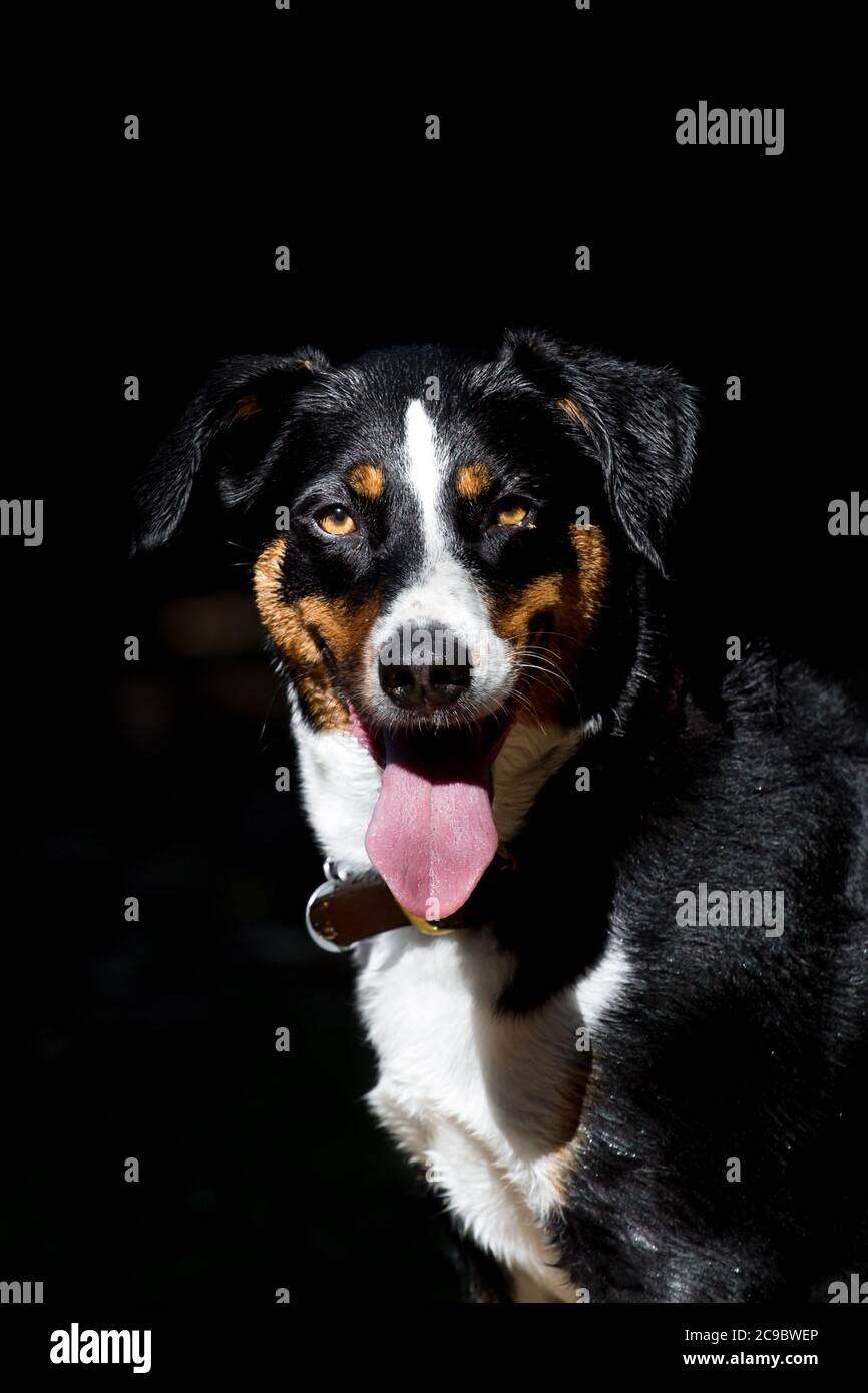 Ritratto di un cane Appenzello su sfondo nero Foto Stock