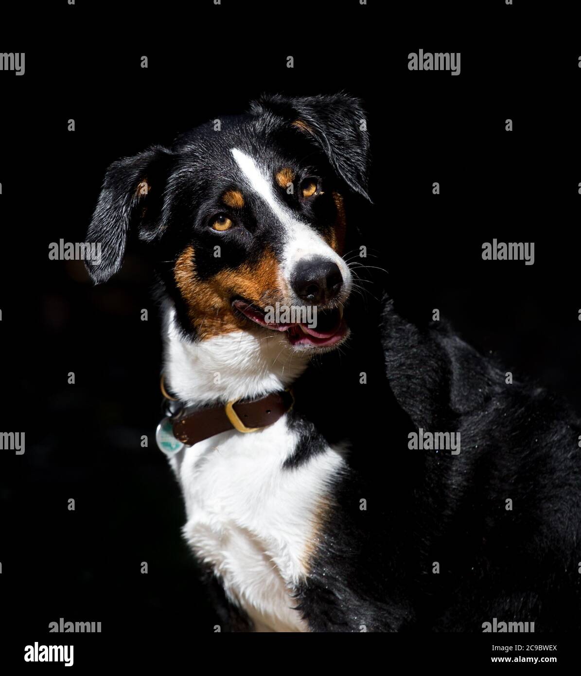Ritratto di un cane Appenzello su sfondo nero Foto Stock