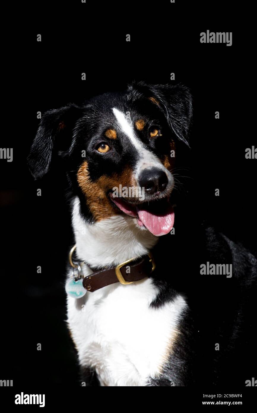 Ritratto di un cane Appenzello su sfondo nero Foto Stock