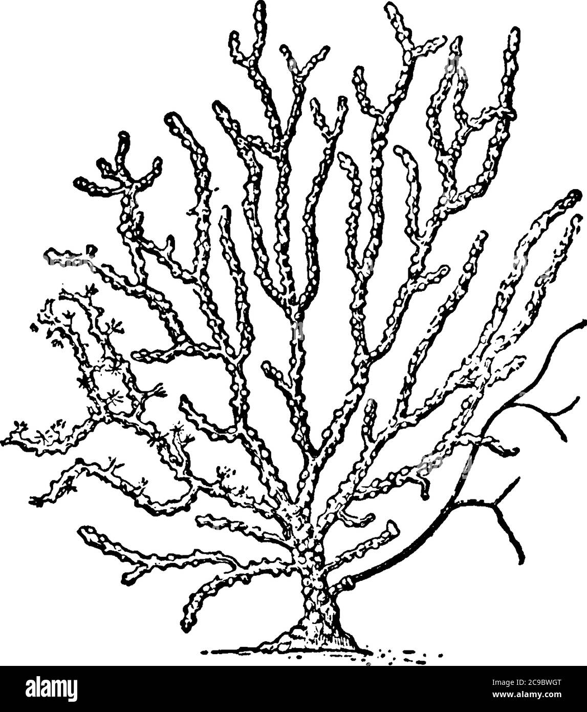 Una rappresentazione tipica del Sea-fan, che assomiglia a punte disposte su forchette come rami, disegno di linea d'epoca o illustrazione di incisione. Illustrazione Vettoriale