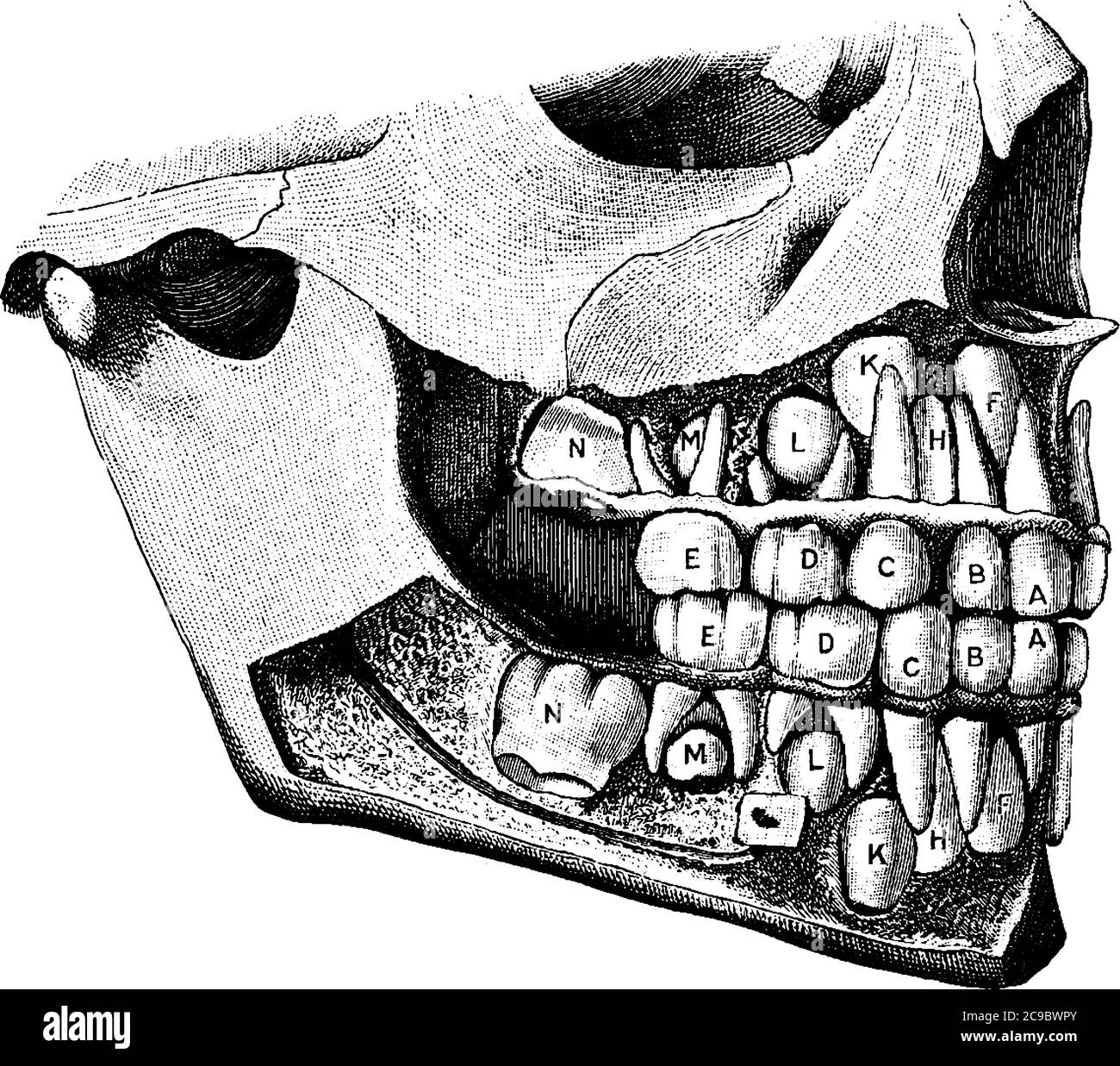 Denti temporanei: A, incisori centrali; B, incisori laterali; C, canini; D, molari anteriori; e, molari posteriori, F, incisori centrali; H, incisori laterali Illustrazione Vettoriale