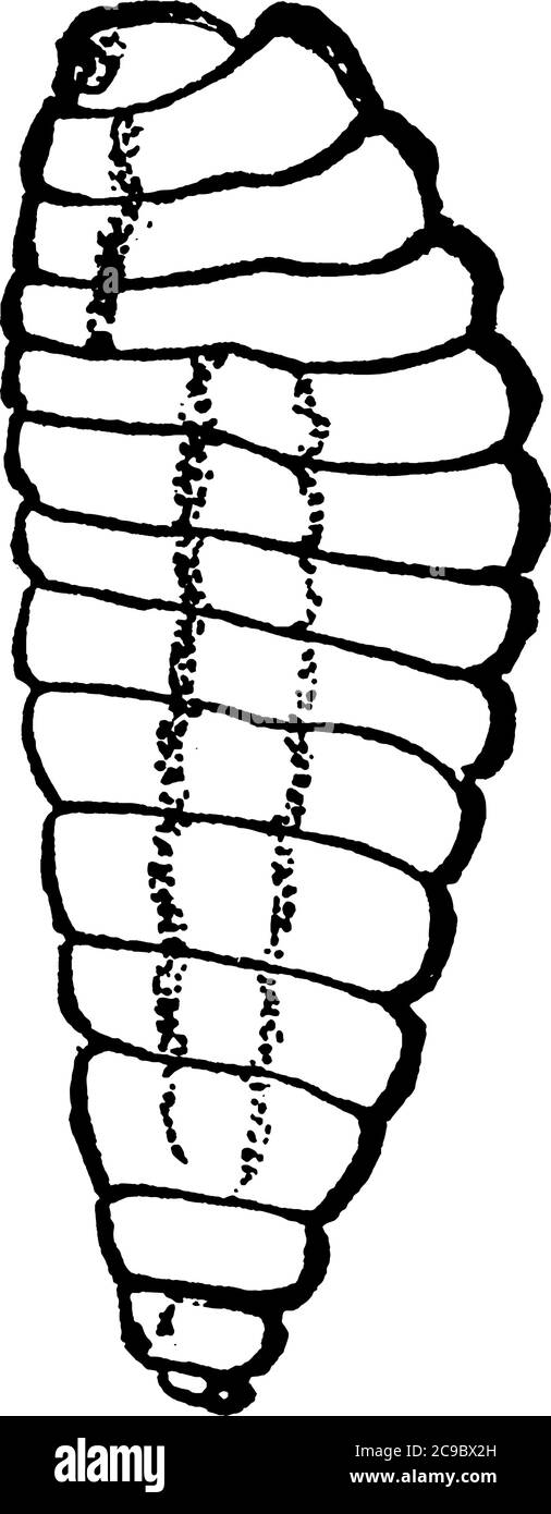 Il particolare strutturale della specie, Pimpla Conquisitor, con corpo segmentato, disegno di linea vintage o illustrazione di incisione. Illustrazione Vettoriale