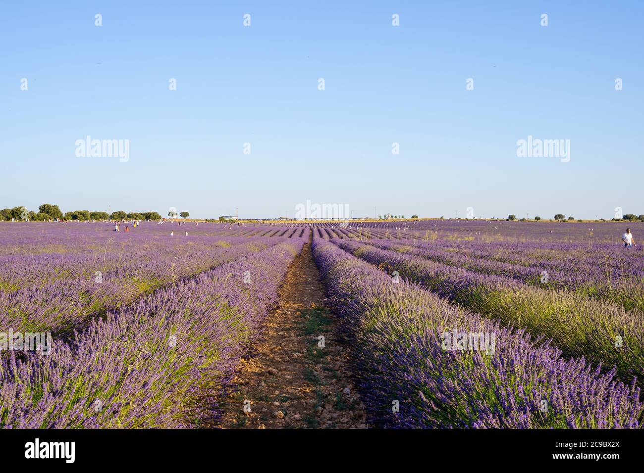 Brihuega, Spagna – 25 luglio 2020: Campi di lavanda con turisti locali intorno a guadalajara Foto Stock