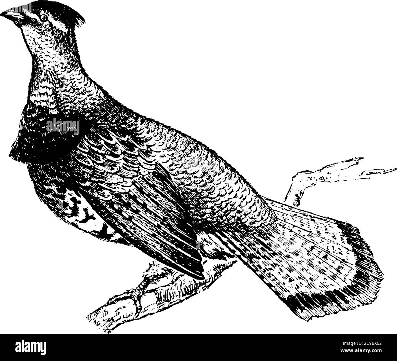 Ruffed Grouse è un uccello tipo pollo con leggera cresta, a forma di ventaglio, e coda con bande nere nei Phasianidae, disegno di linea d'annata o illusione di incisione Illustrazione Vettoriale