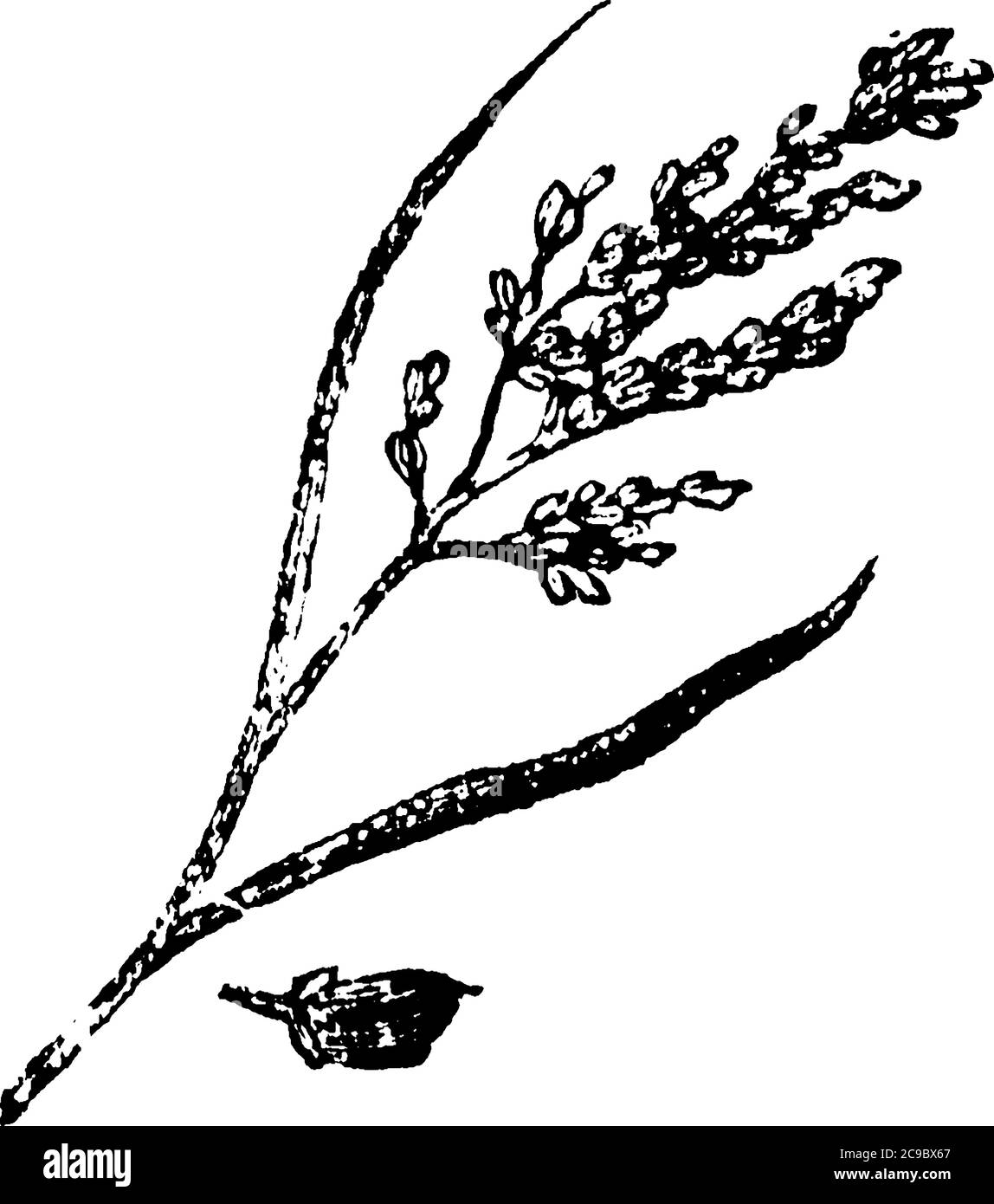 Il riso è il seme della specie di erba Oryza sativa (riso asiatico) o Oryza glaberrima (riso africano); un alimento di base in molti paesi. Ci sono diversi Illustrazione Vettoriale