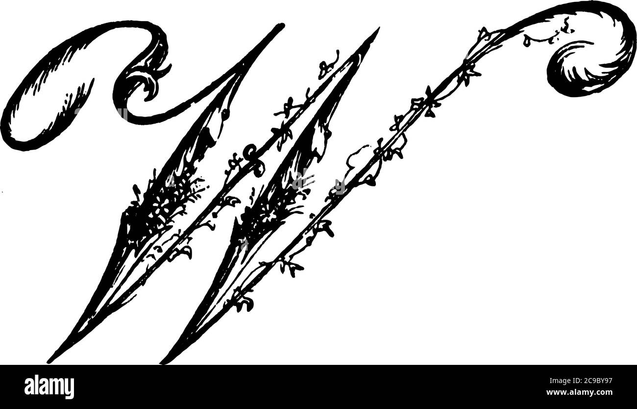 Una rappresentazione tipica della lettera, 'maiuscola-W', sceneggiatura ornamentale. L'alfabeto è decorato ed è rappresentato in una forma elegante, linea d vintage Illustrazione Vettoriale