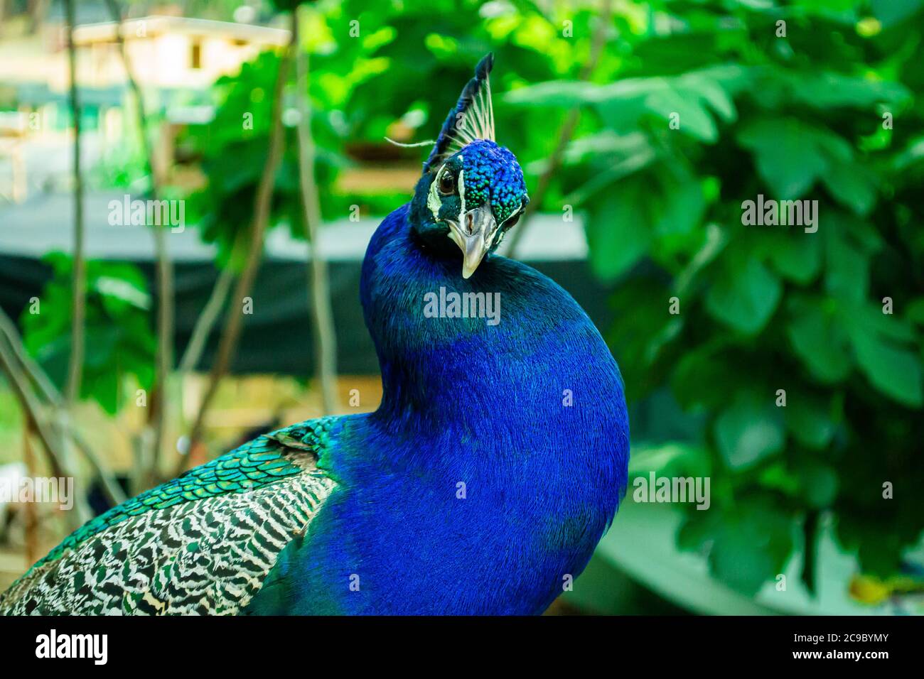 Ritratto di un bellissimo uccello di pavone indiano a testa blu su sfondo verde. Immagine stock. Foto Stock