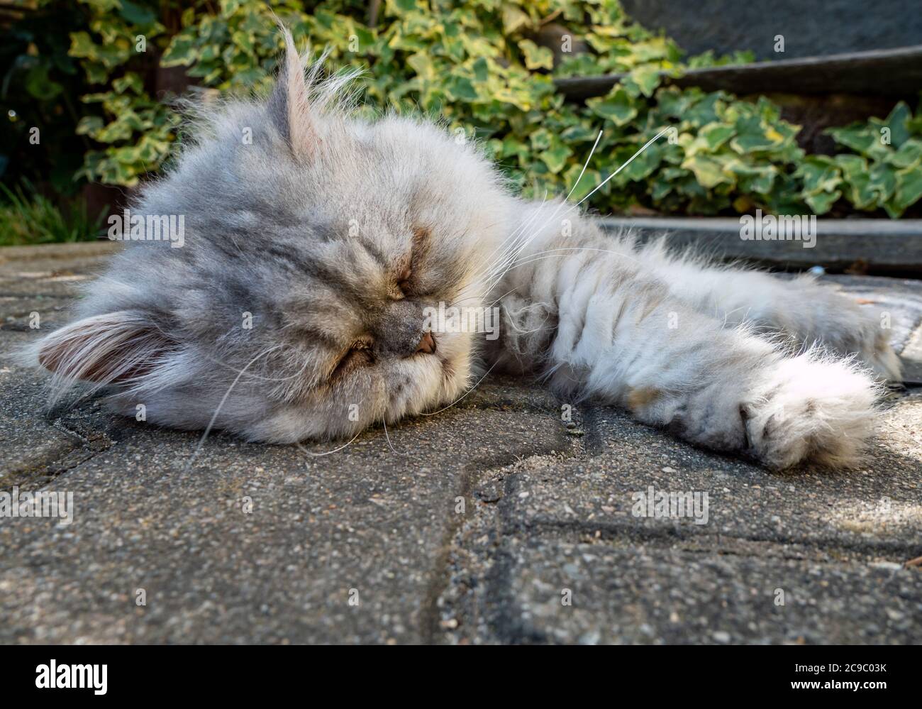 gatto persiano a terra Foto Stock
