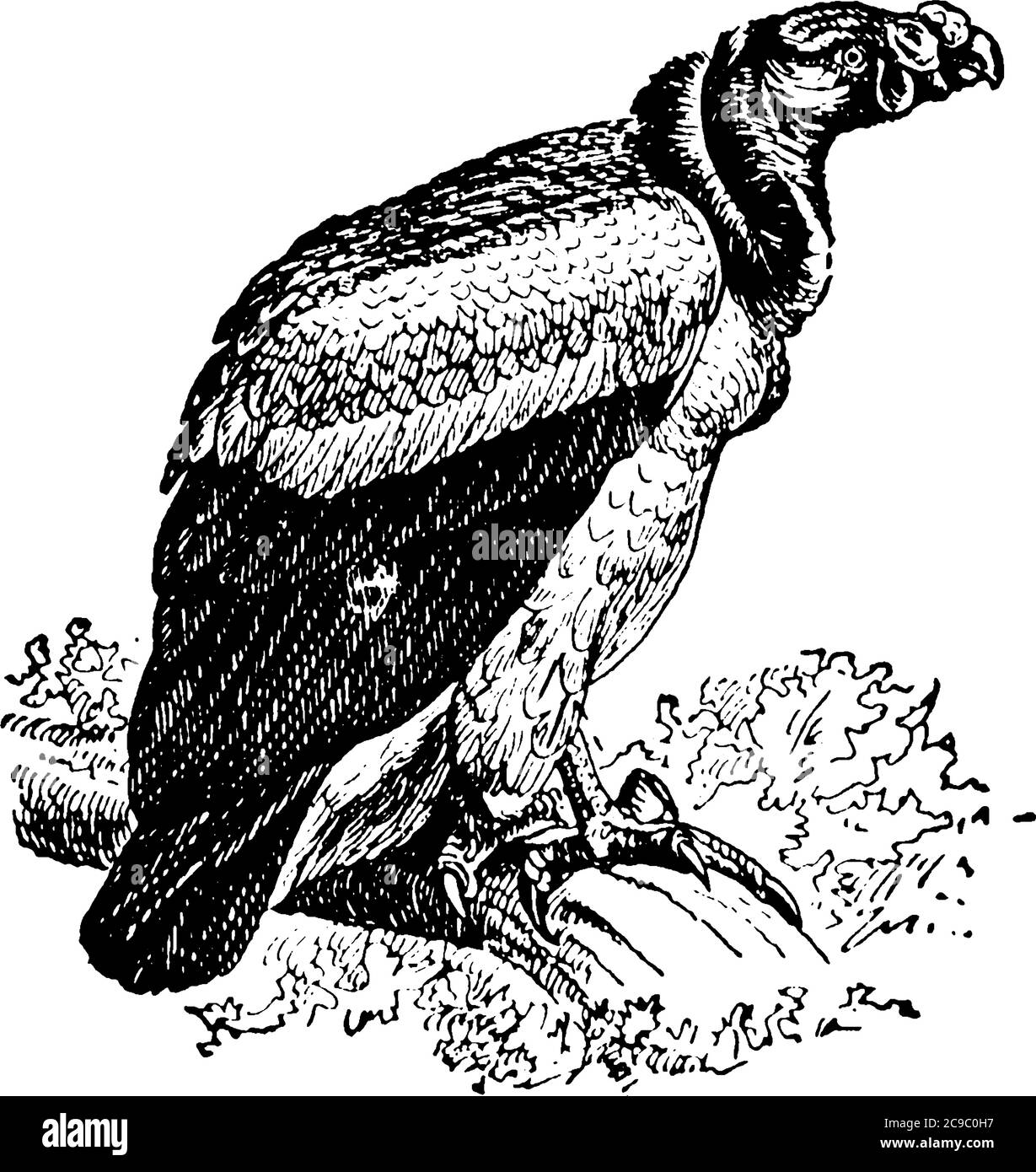 Un avvoltoio è un uccello scavenging di preda e vive prevalentemente nei tropici e subtropici., disegno di linea vintage o illustrazione di incisione. Illustrazione Vettoriale