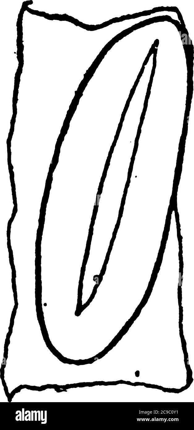 Apertura a spirale per insetti del sistema respiratorio, disegno di linee vintage o illustrazione dell'incisione. Illustrazione Vettoriale