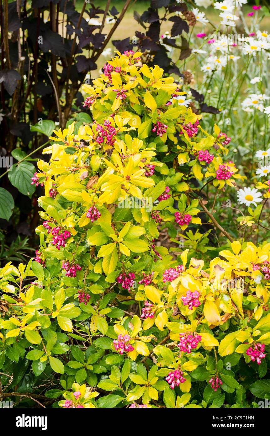 Le belle foglie di giallo pallido e verde fanno da sfondo ai fiori rosa di Escallonia laevis "Gold Ellen" Foto Stock