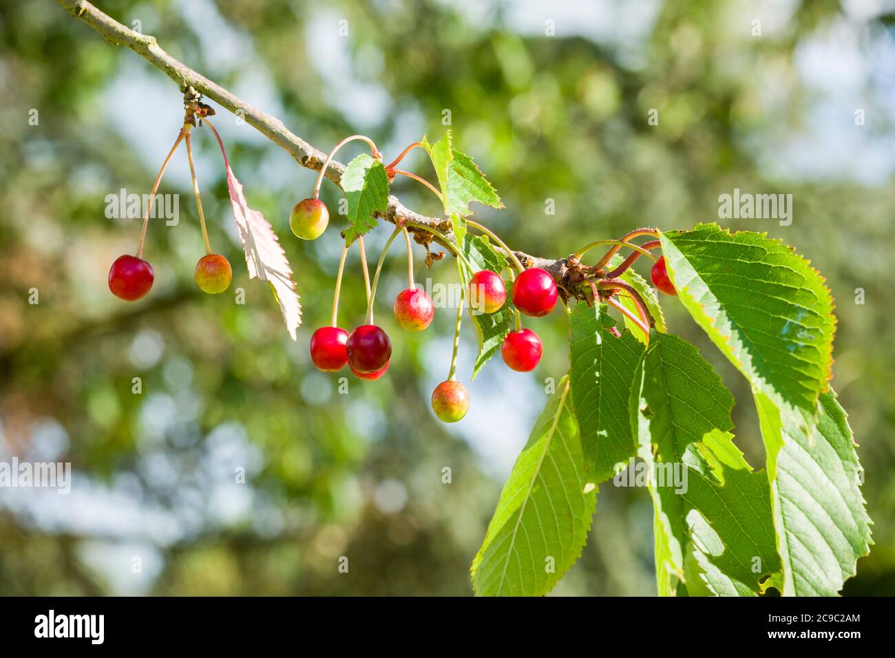 Ciliegie selvatiche quasi mature appese su un tosse di Prunus avium in un giardino inglese all'inizio dell'estate Foto Stock