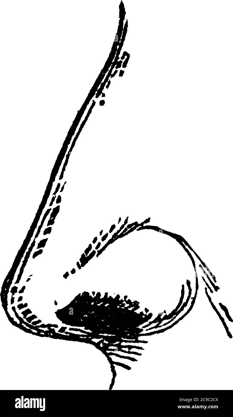 La parte prominente e sporgente della faccia che porta le narici. Il naso, l'organo di odore, è il primo organo del sistema respiratorio e il Illustrazione Vettoriale