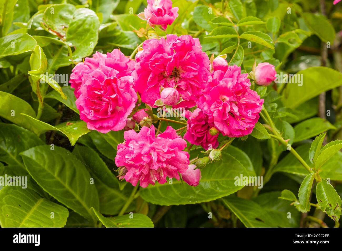 Un gruppo di rose rambla rosa sono supportate da una siepe di alloro sempreverde in un giardino inglese Foto Stock